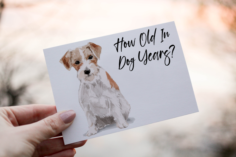 Jack Russell Dog Birthday Card, Dog Birthday Card